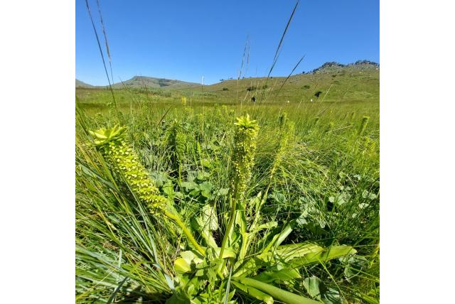 Reuzenananasplant