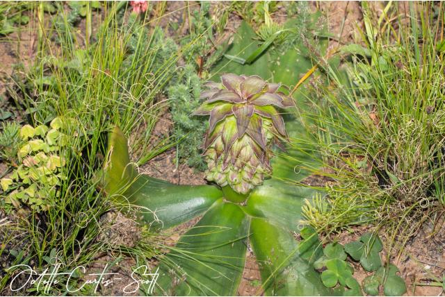 Westelijke ananasplant