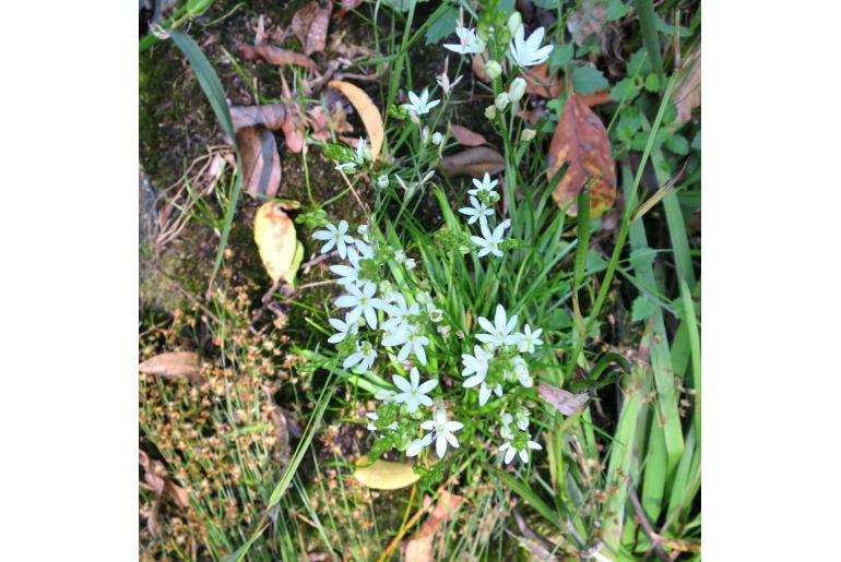Ornithogalum rogersii 4091