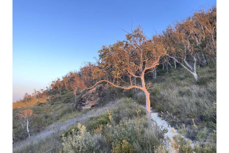 Eucalyptus mannifera ssp gullickii 4095