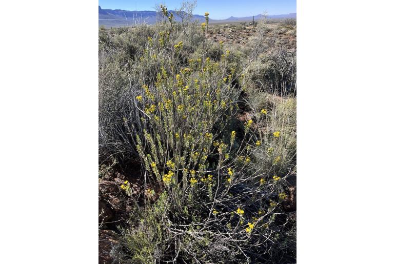 Euryops lateriflorus 4099