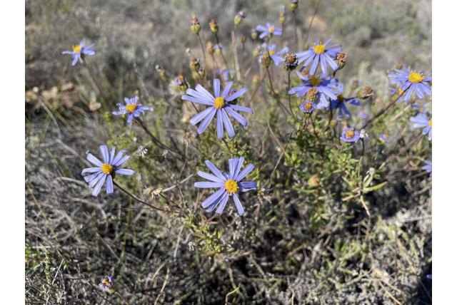 Felicia met linum-achtig blad Felicia met linum-achtig blad