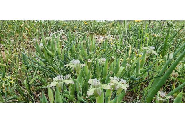 Zeester Lily