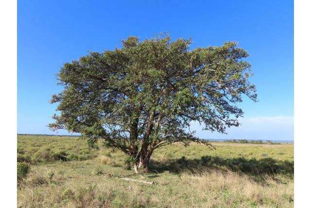 Stuhlmann's vijgenboom
