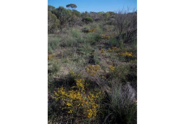Eggen acacia