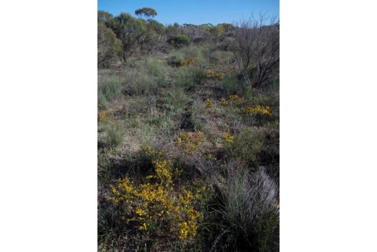 Acacia acanthoclada -4116