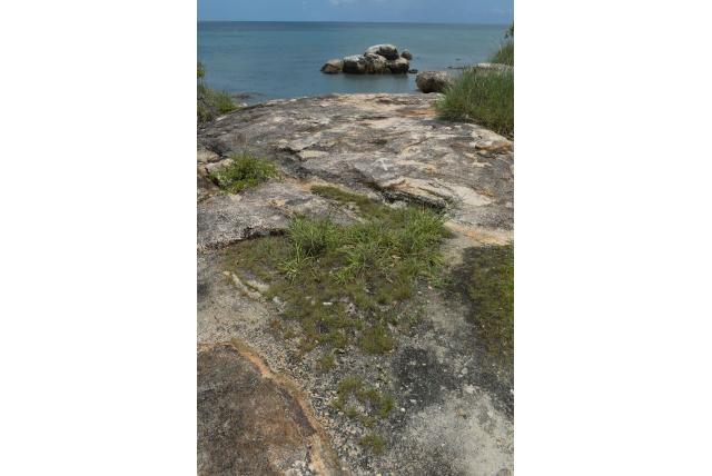 Gevorkte fimbristylis Gevorkte fimbristylis