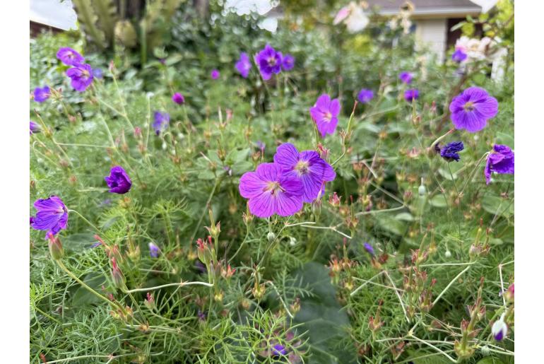 Geranium incanum -4119