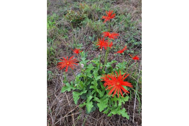 Transvaal gerbera