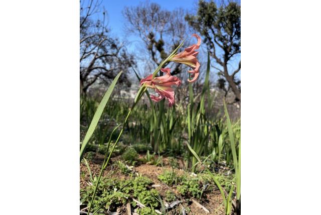 Leliebloemige Gladiolus