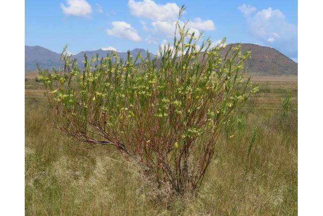 Moeras Gomphocarpus