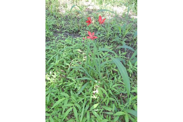Grootbloemige freesia