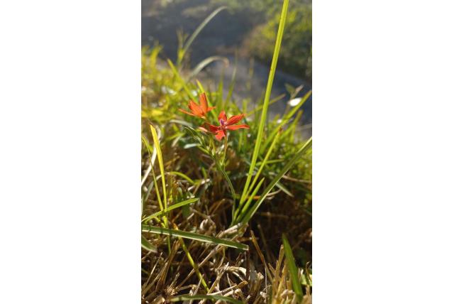 Valse freesia