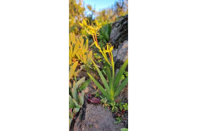 Groene Freesia