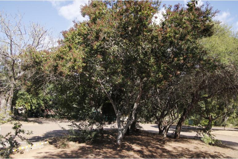 Galpinia transvaalica -4137