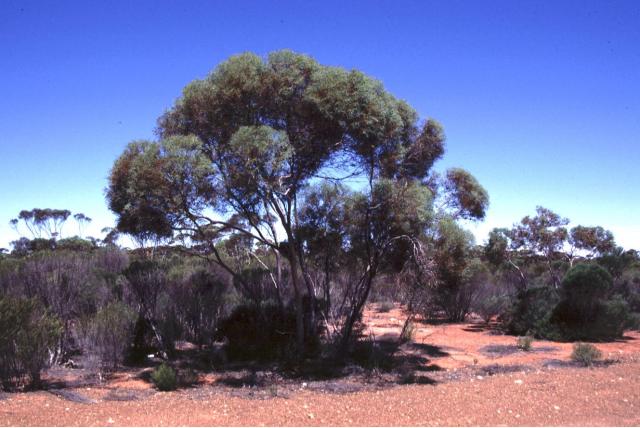 Kleine Eucalyptus Kleine Eucalyptus