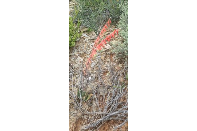 In twee gedeelde gasteria In twee gedeelde gasteria