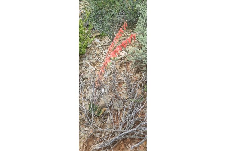 Gasteria disticha 4141