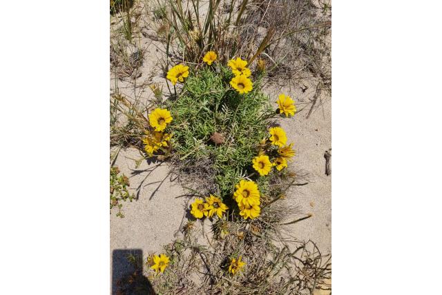 Kam gazania
