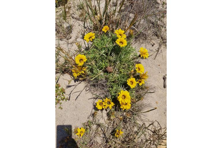Gazania pectinata -4142