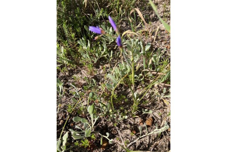 Geissorhiza aspera -4143