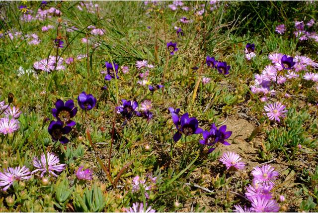 Eenbloemige geissorhiza