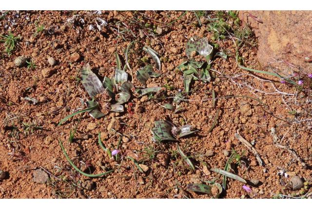 Schelpe's lachenalia Schelpe's lachenalia