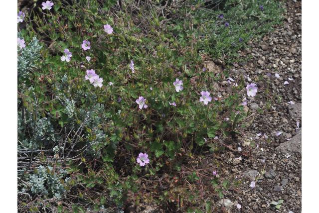 Roze geranium
