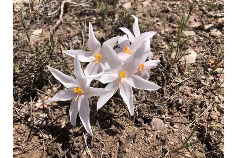 Gethyllis villosa -4161