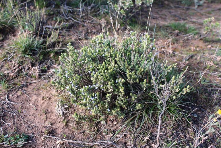 Gnidia cyanea&nbsp;4167