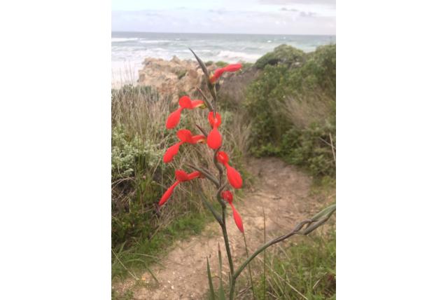 Cuno's Gladiolus