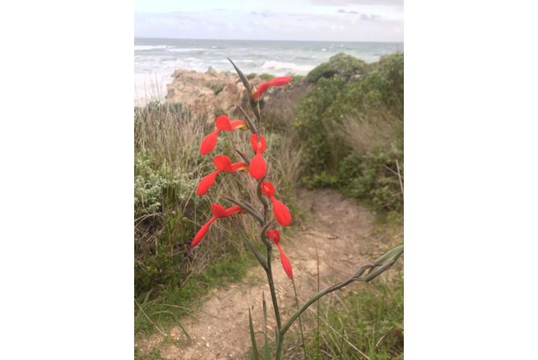 Gladiolus cunonius -4171
