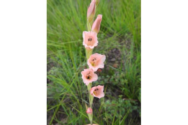 Kleine gladiolus Kleine gladiolus