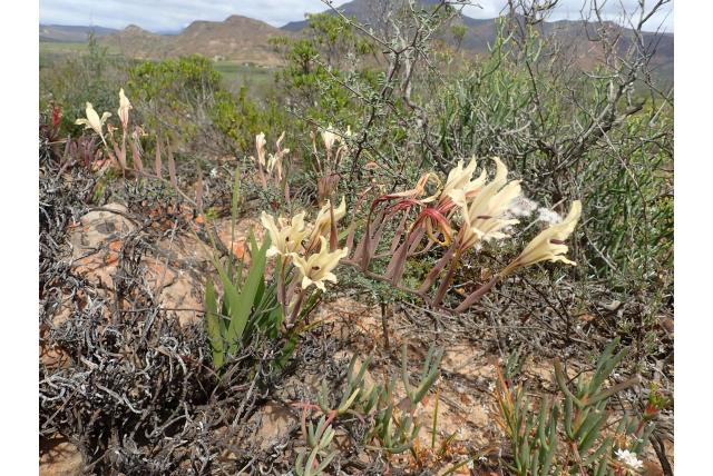 Velen bloeide gladiolus Velen bloeide gladiolus