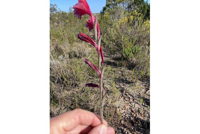 Guthrie's gladiolus Guthrie's gladiolus