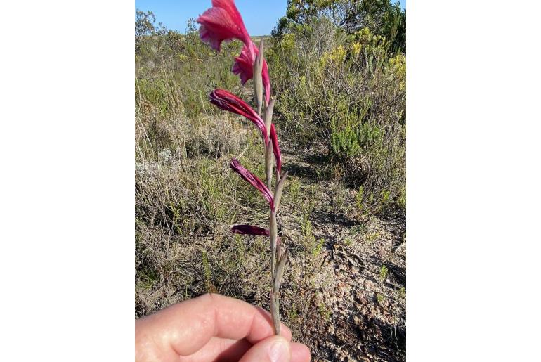 Gladiolus guthriei -4181