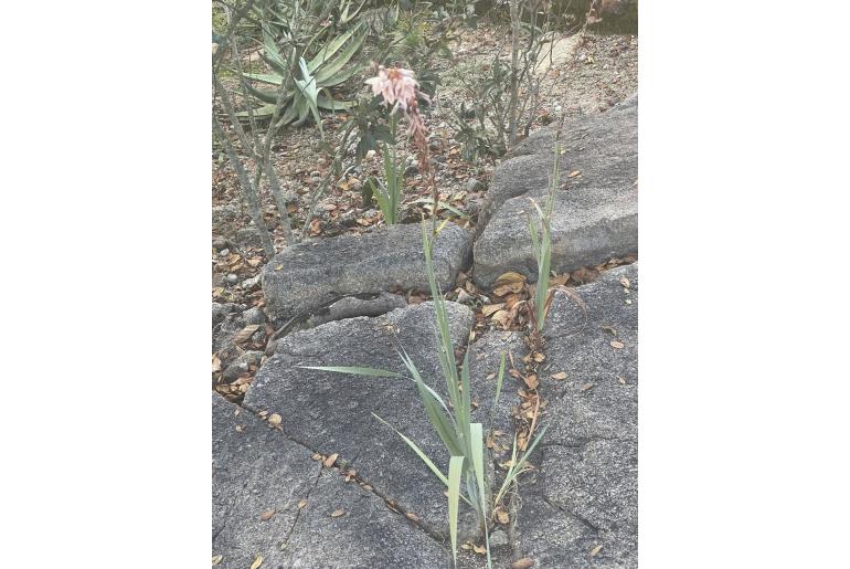 Gladiolus hollandii 4183