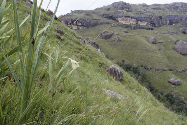 Lange hals Gladiolus Lange hals Gladiolus