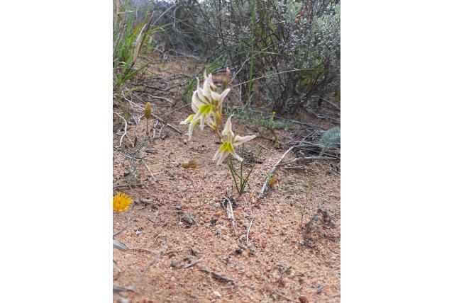 Patrysuintjie Patrysuintjie