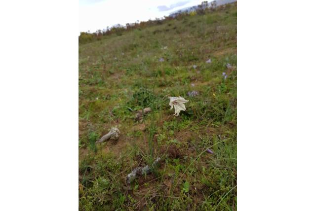 Recurve bloemige Gladiolus Recurve bloemige Gladiolus