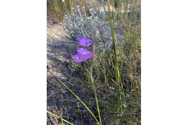 Riversdale Gladiolus Riversdale Gladiolus