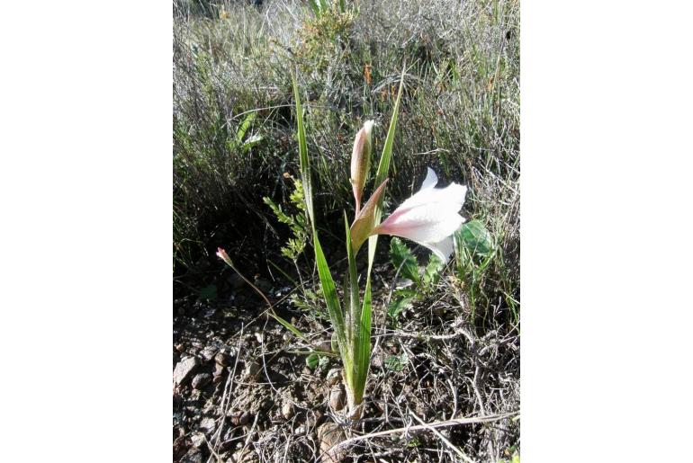 Gladiolus rudis 4200