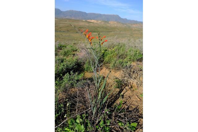 Zakje Gladiolus Zakje Gladiolus