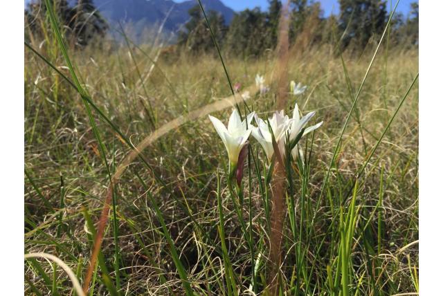 Trichonema bladige Gladiolus