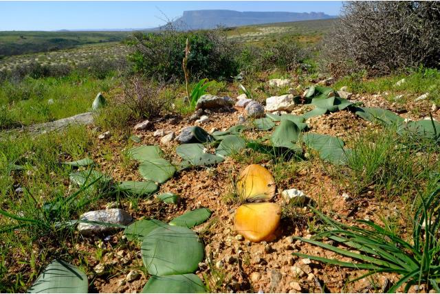 Haemanthus met lansvormig blad