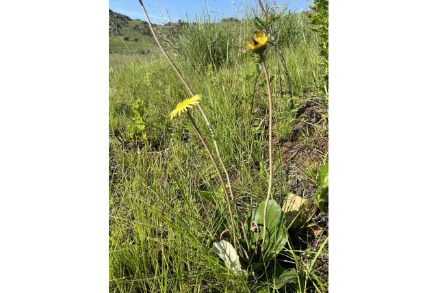 Haplocarpha met bladloze bloemstelen