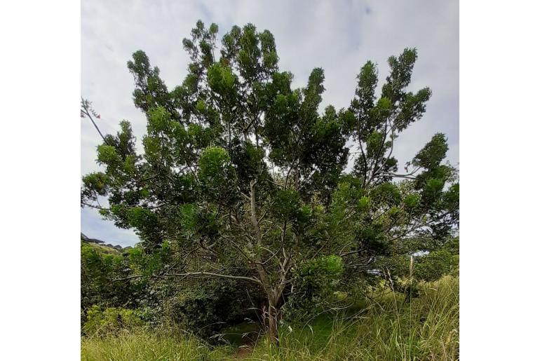 Harpephyllum afrum&nbsp;4226