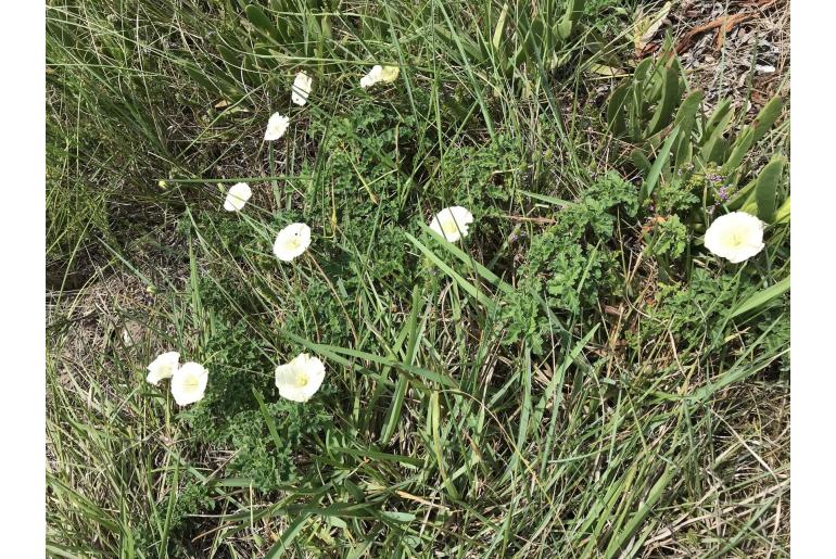 Monsonia emarginata -4229