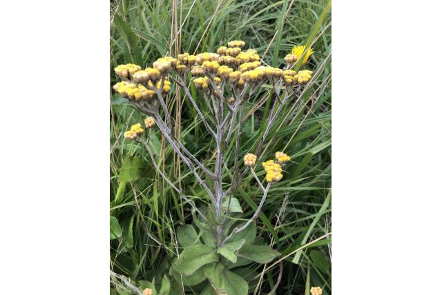 Plat gevleugelde strobloem Plat gevleugelde strobloem