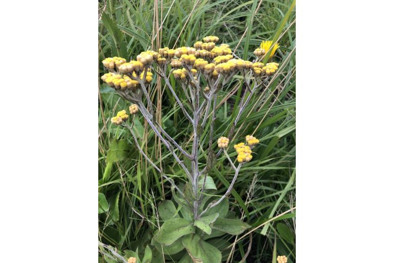 Helichrysum platypterum 4231